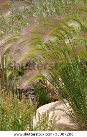 FOXTAIL BARLEY GRASS (HORDEUM JUBATUM)