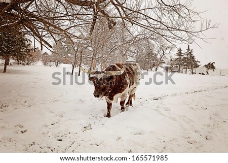 Long horn cow in winter scene during snow fall