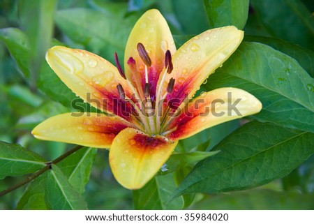 Yellow lily with water drops after rain