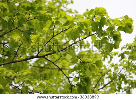 Linden Tree Picture