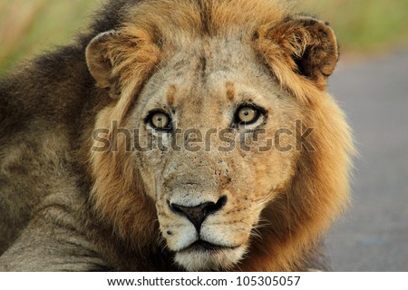 Portrait of a male lion, eyes alert, watching.