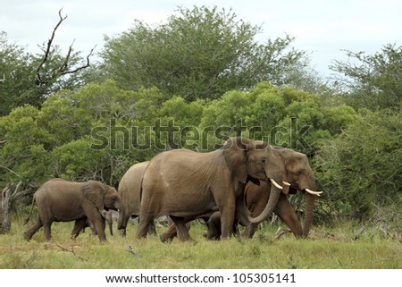 Elephant group on the move with young calves