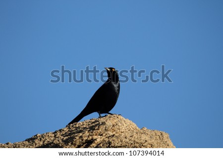 Pale winged starling standing on rock against clear blue sky.