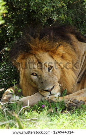 Male lion lying in shade of tree,one of Africa\'s Big Five