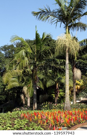 Park Scene with flowers and Palm tree