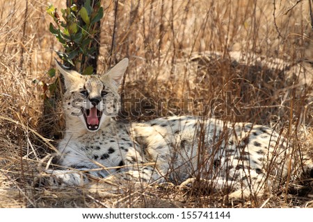 Serval cat lying in grass yawing, showing teeth