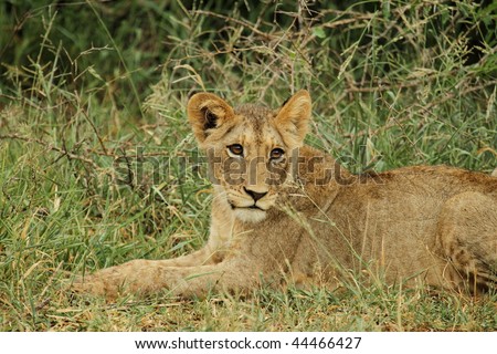 Lion cub side glance