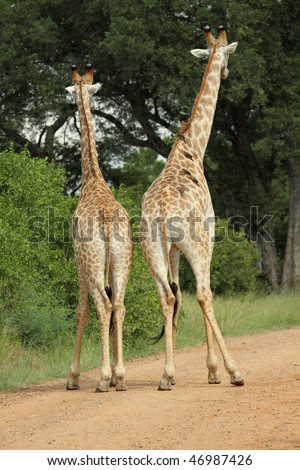 Giraffe Mating Pictures