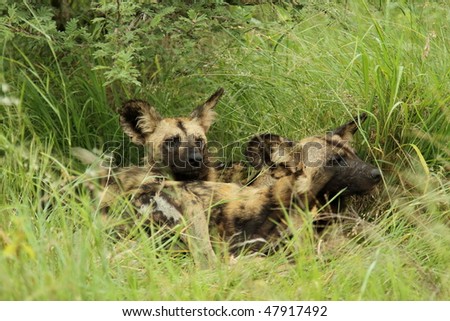 African wild dogs, two resting