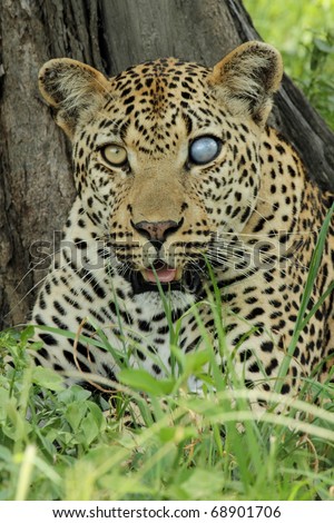 Leopard, close up portrait, blind in one eye