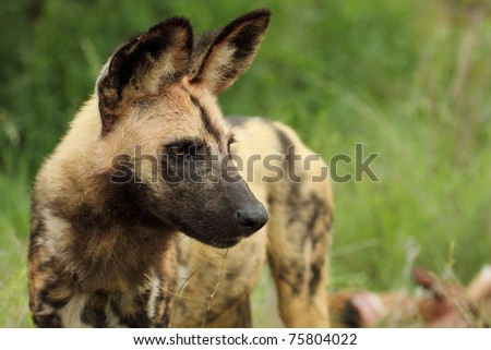 Wild Dog Lincton Pictus endangered animal