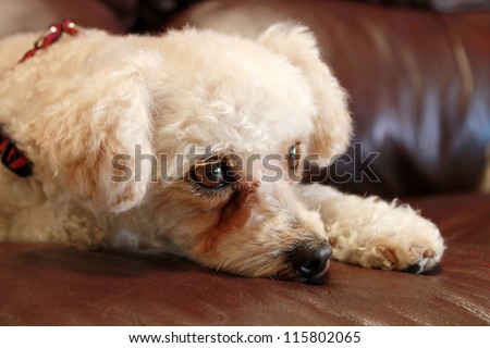 A sweet female Poddle Bichon Frise mix breed dog lays on a brown leather couch on lazy morning watching cats and birds as they move around in her back yard
