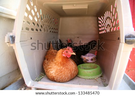 Chickens enjoy life in their chicken coop