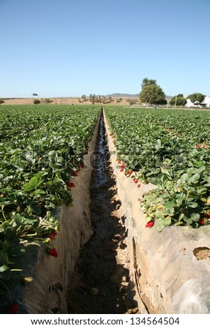 Fresh Strawberry Fields AKA Fragaria Ã?Â? ananassa or Garden Berry growing in rows in a Strawberry Field in Southern California
