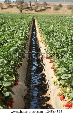 Fresh Strawberry Fields AKA Fragaria Ã?Â? ananassa or Garden Berry growing in rows in a Strawberry Field in Southern California