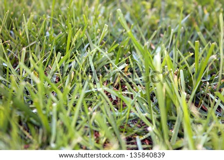 A Close Up View of Fresh Cut Green Grass. The Perfect image for all your Grass and Gardening needs.