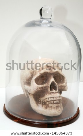 A Styrofoam, human skull in a glass bell jar on a white background. Representing Halloween, Medical Studies, Strange Concepts, Fun, Isolation, Being on Display and more. Perfect image for Halloween