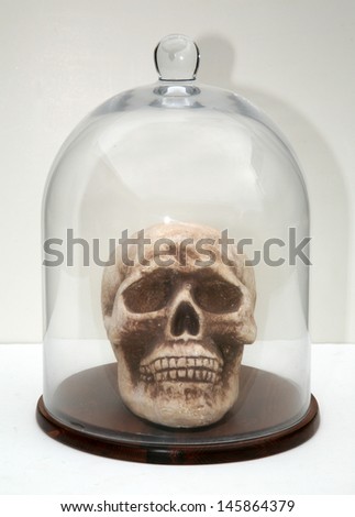 A Styrofoam, human skull in a glass bell jar on a white background. Representing Halloween, Medical Studies, Strange Concepts, Fun, Isolation, Being on Display and more. Perfect image for Halloween