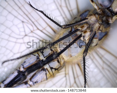 A Very Close up view of parts of a Dragonfly taken with a Digital Microscope. Some 5680 different species of dragonflies (Odonata) are known in the world today.  Aka 