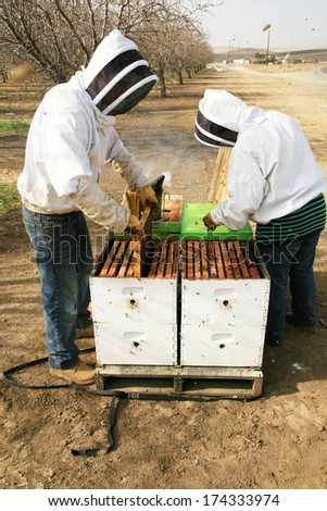 Genuine Unidentifiable Bee Keepers inspect their Bee Hives and their Bees to make sure they are healthy and doing their job of pollinating plants and making honey. Bee Keeping is an important job.