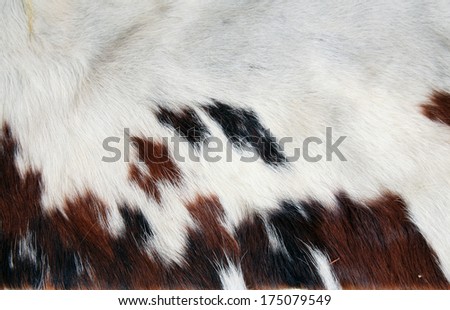 A Section of Genuine 100% Cow Hide with its Fur still attached. Cow Hide and Cow Leather are used around the world for many different things, from purses and shoes to gun holsters, belts, and more.