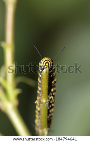 A Genuine Monarch Butterfly Caterpillar 