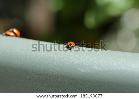Beautiful Lady Bugs 