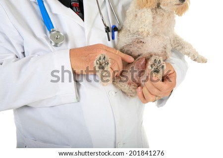 A kind and caring Veterinarian Checks the Heart, Lungs and Mammary Tumors on a sweet little 10 year old poodle. Isolated on white with room for your text. Mammary Tumors are fairly common in dogs.