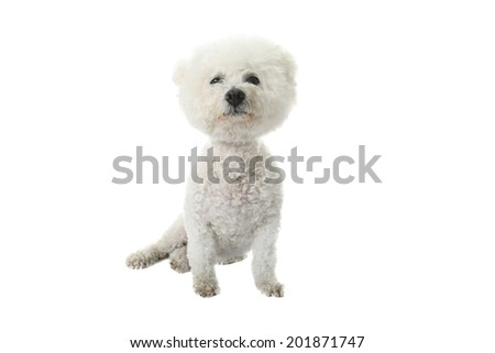 A Beautiful pure breed Bichon Frise dog looks eats her dinner from a Heart Shaped Ceramic Bowl as she has her portrait taken. Isolated on white with room for your text.