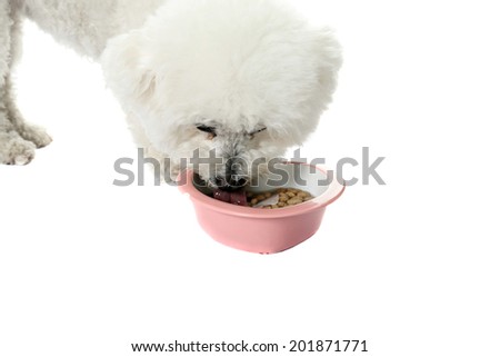 A Beautiful pure breed Bichon Frise dog looks eats her dinner from a Heart Shaped Ceramic Bowl as she has her portrait taken. Isolated on white with room for your text.