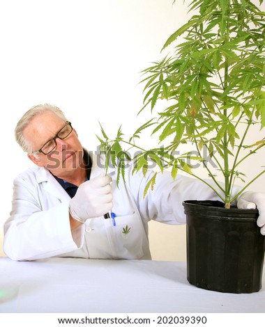 Doctor Sativa, a board certified Medical Marijuana Doctor explains the Medical Benefits of Medical Cannabis and how it grows from a simple organic plant into a Medical drug for many around the world