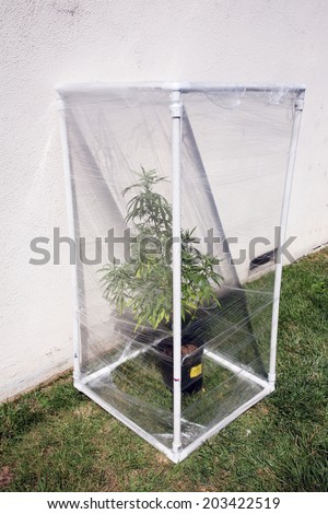 A Genuine Medical Marijuana plant being grown in its own personal green house outside. Green Houses help increase humidity and temperature and can have exotic gases such as CO2 added