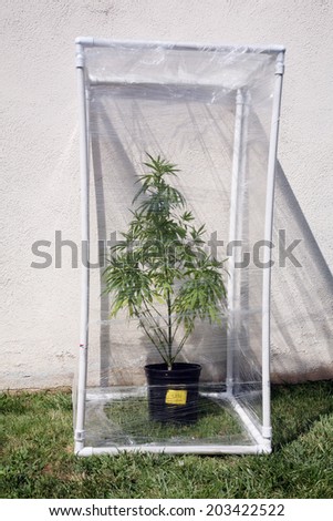 A Genuine Medical Marijuana plant being grown in its own personal green house outside. Green Houses help increase humidity and temperature and can have exotic gases such as CO2 added