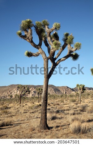 The Mighty and Majestic Joshua Tree stands tall and strong against the desert sun and heat in the Joshua Tree National Forest and Mohave Desert. Supplying refuge for desert animals to live.