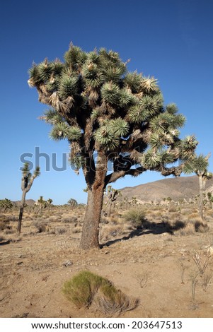 The Mighty and Majestic Joshua Tree stands tall and strong against the desert sun and heat in the Joshua Tree National Forest and Mohave Desert. Supplying refuge for desert animals to live.
