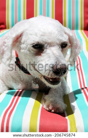 A Bichon Frise smiles as she sits on a colorful striped lounge chair. Elbe was a Rescue Dog that was staying with his foster family until he was adopted by his Fur-Ever family. Adopt don\'t buy dogs.