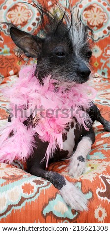 A genuine Hairless Chinese Crested dog.  Wears a Pink Boa as a fashion statement. Chinese Crested dogs can birth both Hairless and Silky \