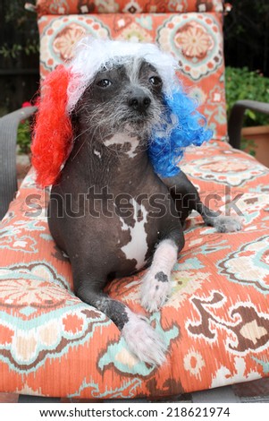 A genuine Hairless Chinese Crested dog.  Wears a Red, White, and Blue Wig as a fashion statement. Chinese Crested dogs can birth both Hairless and Silky \