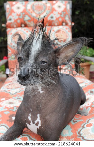 A genuine Hairless Chinese Crested dog. Smiles as he poses for his Portrait outside. Chinese Crested dogs can birth both Hairless and Silky \