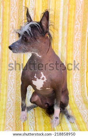A genuine Hairless Chinese Crested Dog poses in front of a Roll of 1970 era Wall Paper for a unique background. Chinese Crested Dogs Love to chase birds and cats and sit on your lap for tummy rubs