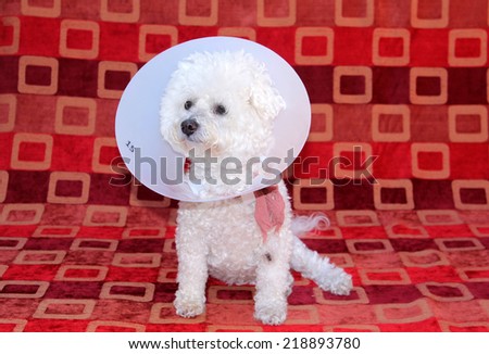 A genuine Pure Breed Bichon Frise dog, wears her Elizabethan Collar after surgery to remove old lady dog warts, to keep her from chewing out her stitches. Dogs can develop warts with old age.