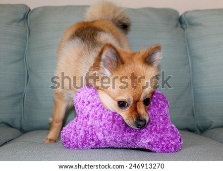 A beautiful pure breed Pomeranian Dog Smiles and plays with her favorite Squeaky toy. Pomeranian Dogs are good dogs for small apartments and are friendly with other dogs and pets.