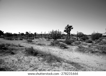 California Desert in Death Valley with Joshua Trees, Sage Brush, Dirt Roads, Sand Gravel, and other wild life that ekes out a life in the harsh dry desert sun.