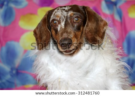 A Beautiful Dachshund Puppy aka Wiener Dog shows off her unique style and fashion statement as he wears and models a White Feather Boa. Wiener Dogs and Dachshunds are loved by millions.