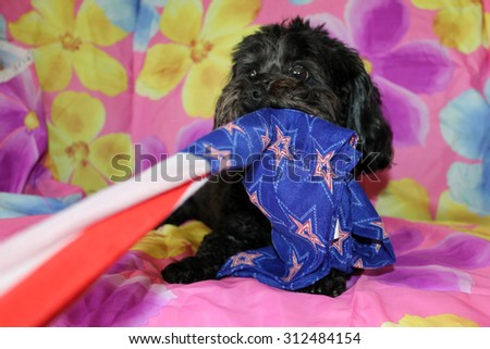 A beautiful purebred female black Maltese Puppy smiles as she lays upon a colorful flower pattern silk background as she has her portrait taken. White Dogs are loved by people around the world.
