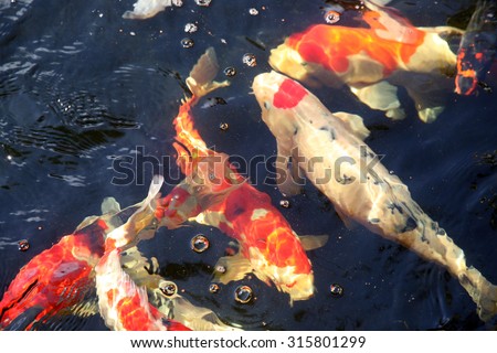 Abstract images of Koi Fish swimming in water. Koi fish are loved around the world for their beautiful colors and patterns. Goldfish are part of the Koi Fish family and like to swim along side