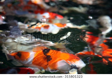 Abstract images of Koi Fish swimming in water. Koi fish are loved around the world for their beautiful colors and patterns. Goldfish are part of the Koi Fish family and like to swim along side