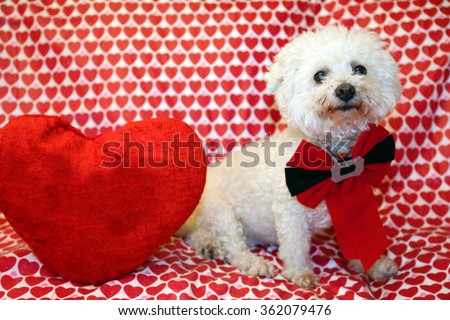 A pure breed Bichon Frise dog poses for Valentines Day photos against a Heart Pattern background. Bichon Frise dogs are known for being loving and are hypoallergenic and do not shed.