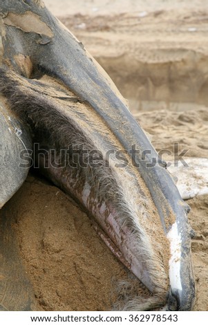 Close up view of a Dead Humpback Whales Mouth and Baleen that washed upon the shore in Sunset Beach California. Baleen plates are strong and flexible; are made of a protein like human fingernails.