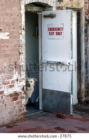 a cute dog sits in an open doorway watching me take its photograph